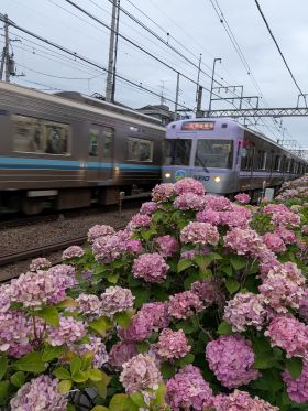 2196.jpg